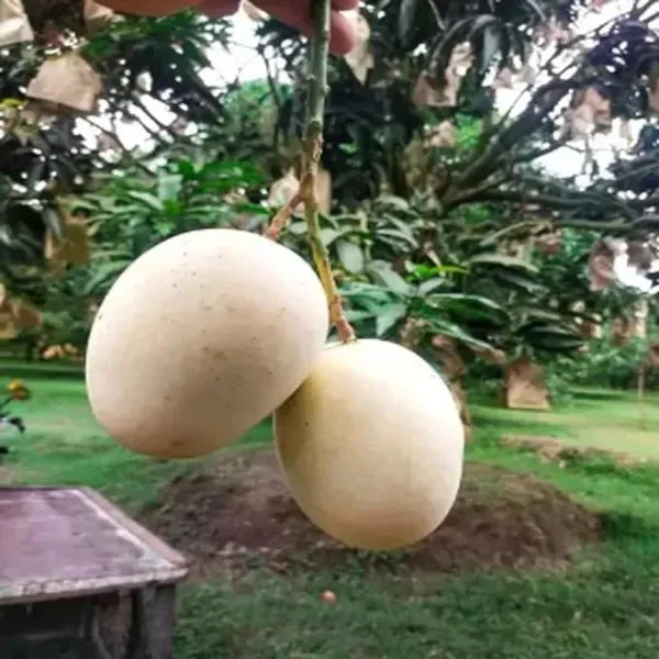 Gourmoti_Mango___Organic_Plant_For_Home