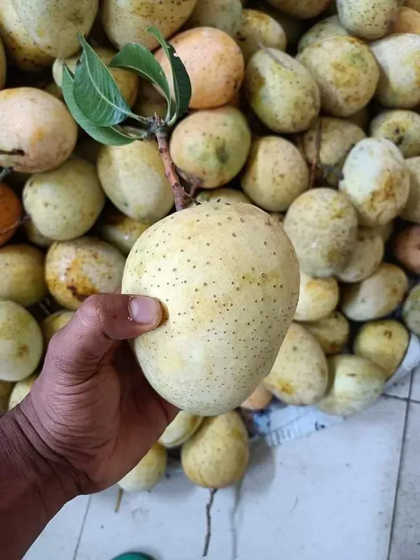 Gourmoti_Mango___Organic_Plant_For_Home