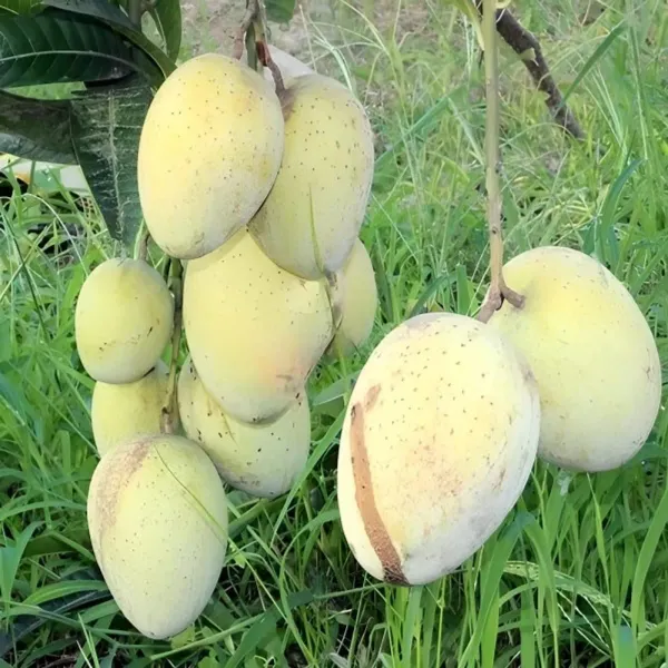 Gourmoti_Mango___Organic_Plant_For_Home