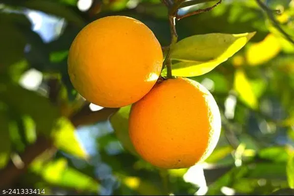 Pakistani_Malta___Organic_Plant_For_Home