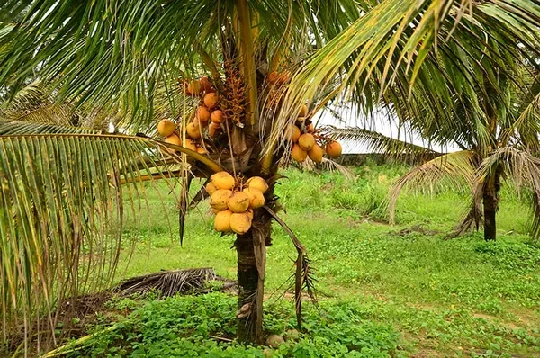 Keralion_Dwarf_Plant_Organic_Coconut