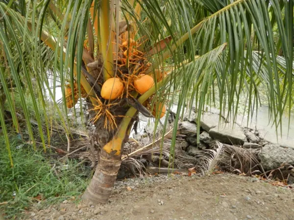 Keralion_Dwarf_Plant_Organic_Coconut