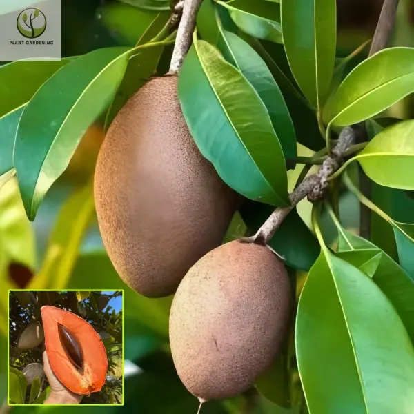 Ornamental_Chiku_Plant_Plant_Organic