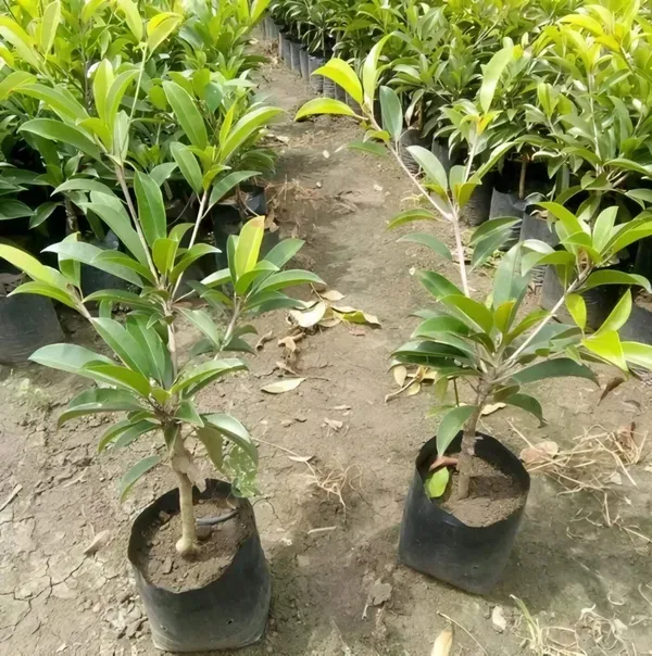 Ornamental_Chiku_Plant_Plant_Organic