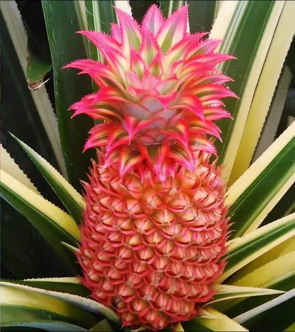 Red_Pineapple_Fruit_Plant_Organic