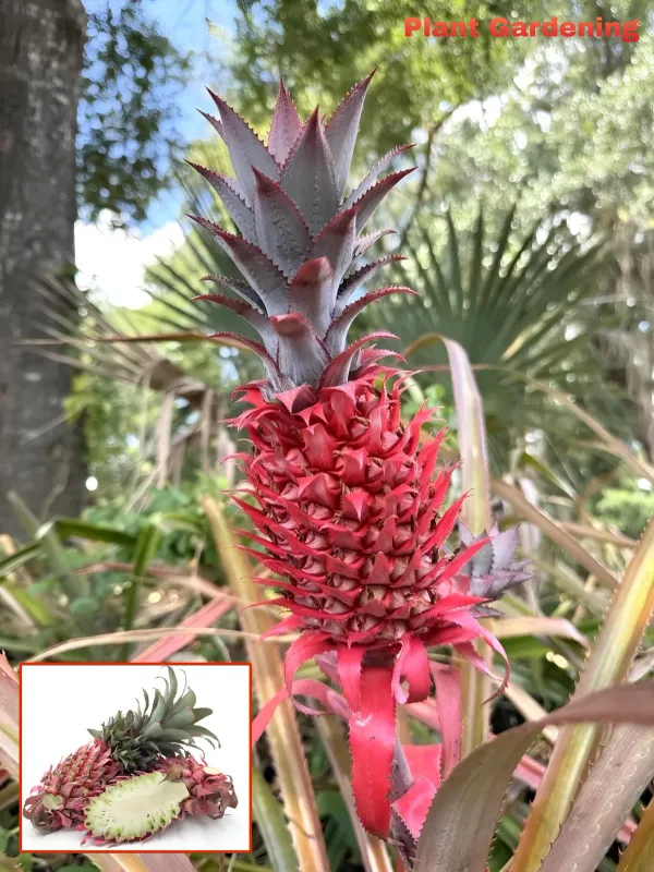 Red_Pineapple_Fruit_Plant_Organic