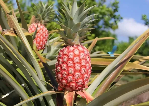 Red_Pineapple_Fruit_Plant_Organic