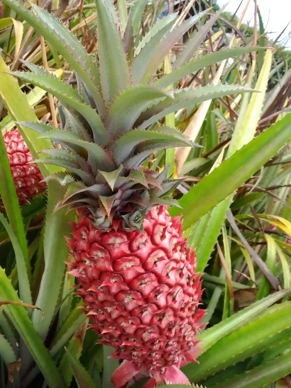 Red_Pineapple_Fruit_Plant_Organic