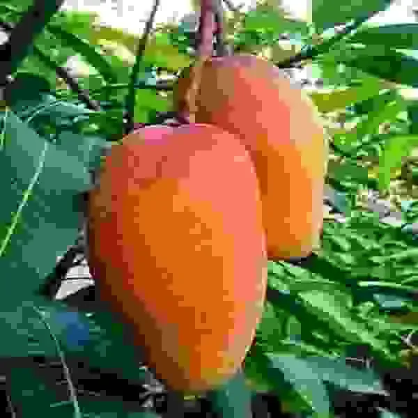 Ornamental_Banana_Mango_Organic_Plant