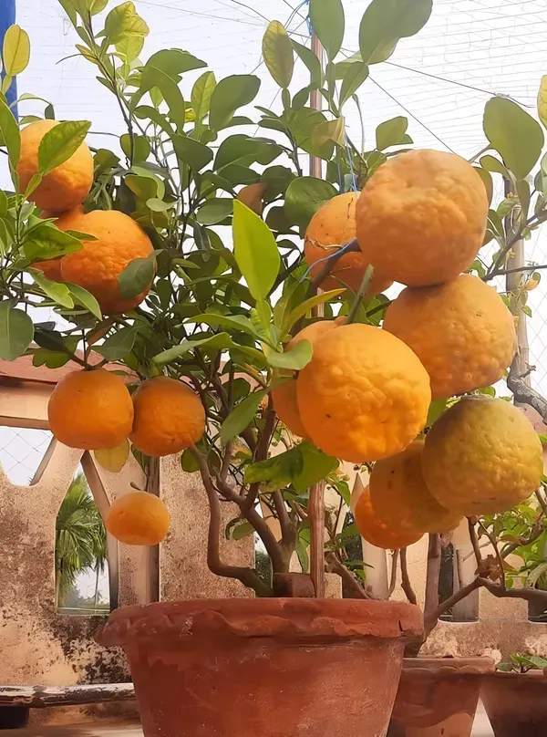 Nagpur_Orange___Organic_Plant_For_Home