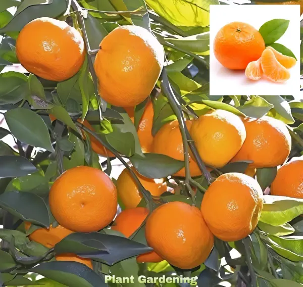 Nagpur_Orange___Organic_Plant_For_Home