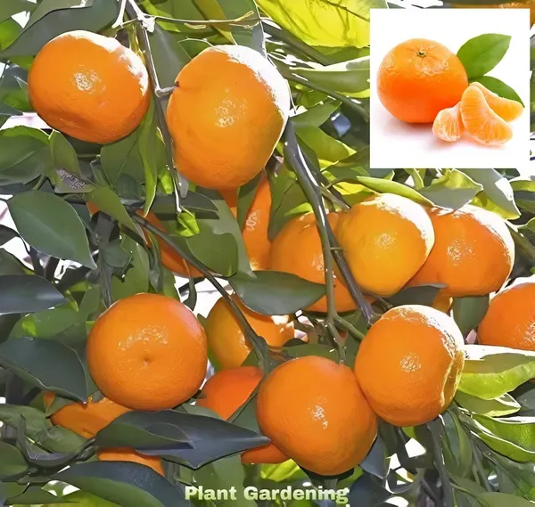 Nagpur_Orange___Organic_Plant_For_Home