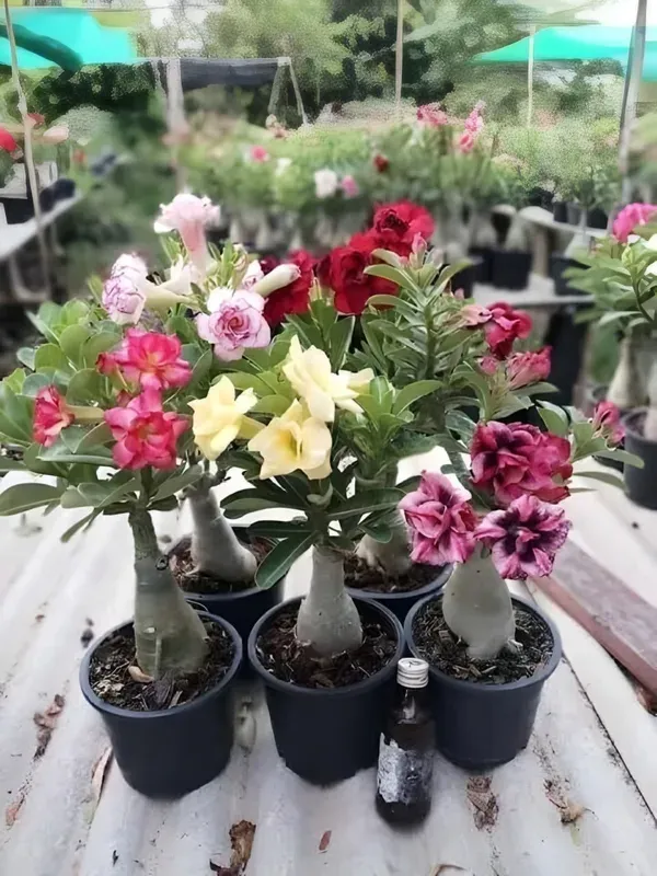 Adenium_Premium_Quality_Plant_Organic