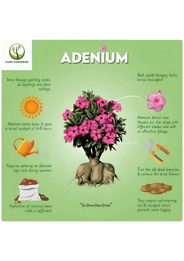 Adenium_Premium_Quality_Plant_Organic