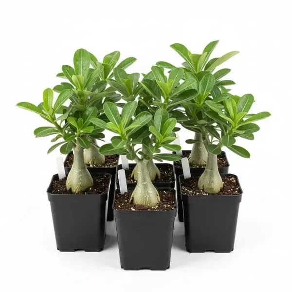 Adenium_Premium_Quality_Plant_Organic