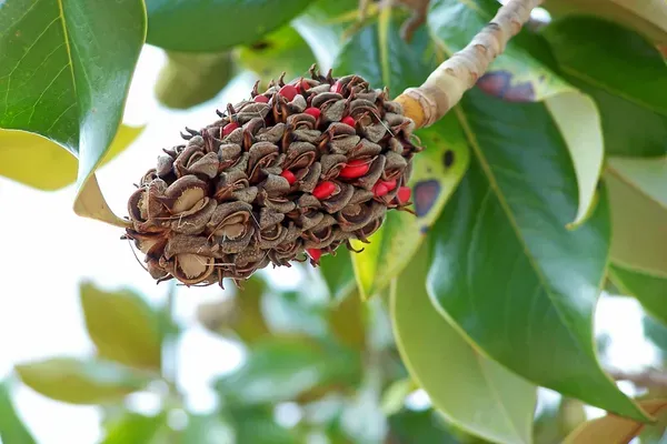 Magnolia_Glandiflora_Organic_Plant_For_Home