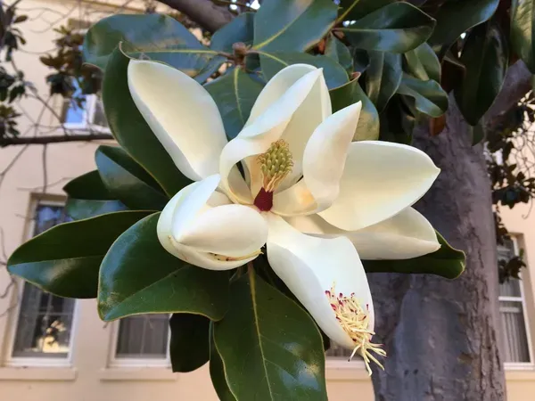 Magnolia_Glandiflora_Organic_Plant_For_Home