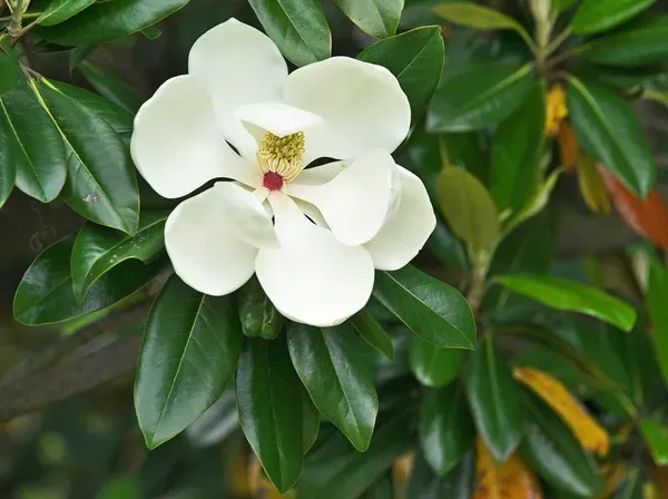 Magnolia_Glandiflora_Organic_Plant_For_Home