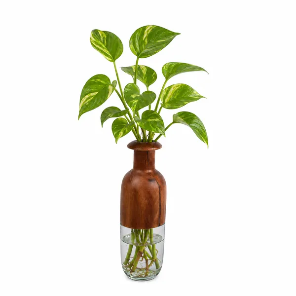 Wood_And_Glass_Tulip_Flower_Vase