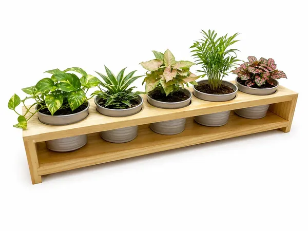 Pine_Wood_Indoor_5_Piece_Planter_Set