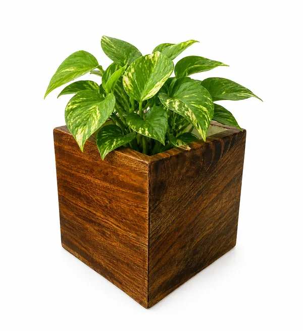 Mango_Wood_Natural_Finish_Square_Planter_Pot