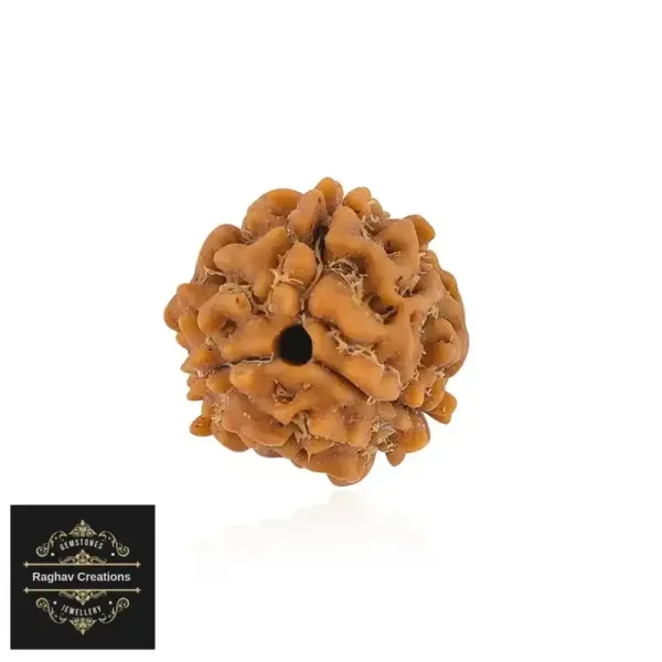 Natural_Certified_3_Face_Rudraksh_certificate_number_486843
