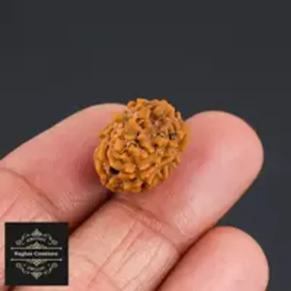 Natural_Certified_3_Face_Rudraksh_certificate_number_486843