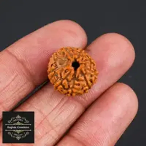 Natural_Certified_9_Face_Rudraksh_Certificate_Number_487014