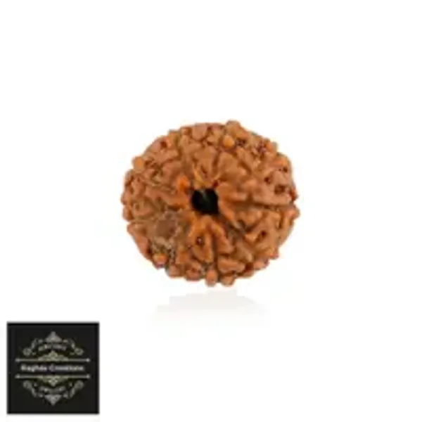 Natural_Certified_9_Face_Rudraksh_Certificate_Number_487014