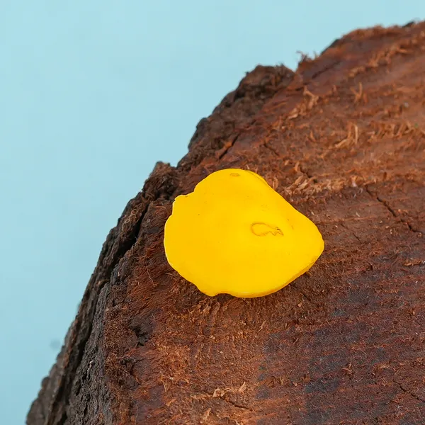Yellow_Machch_Mani_weight_-5.50.ct_certificate_Number_-593056