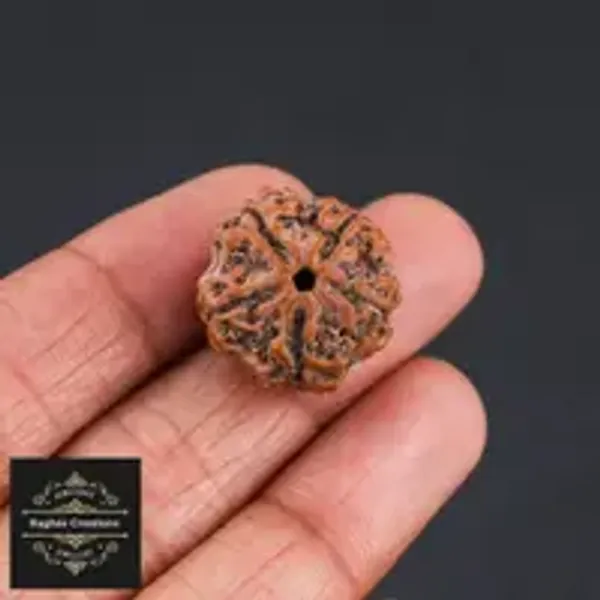 Natural_Certified_5_Face_Rudraksha_Certificate_No_486868