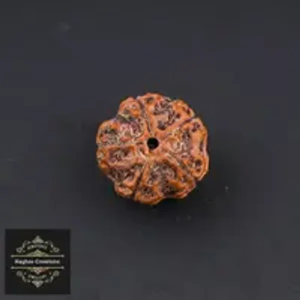 Natural_Certified_5_Face_Rudraksha_Certificate_No_486868