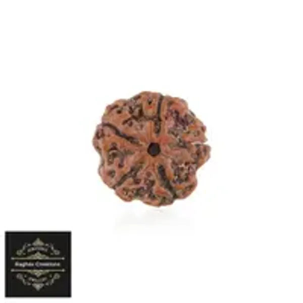 Natural_Certified_5_Face_Rudraksha_Certificate_No_486868