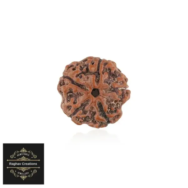 Natural_Certified_5_Face_Rudraksha_Certificate_No_486868