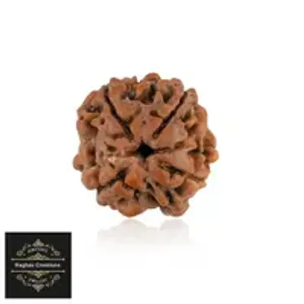 Natural_Certified_4_Face_Rudraksh_Crtificate_No_486965