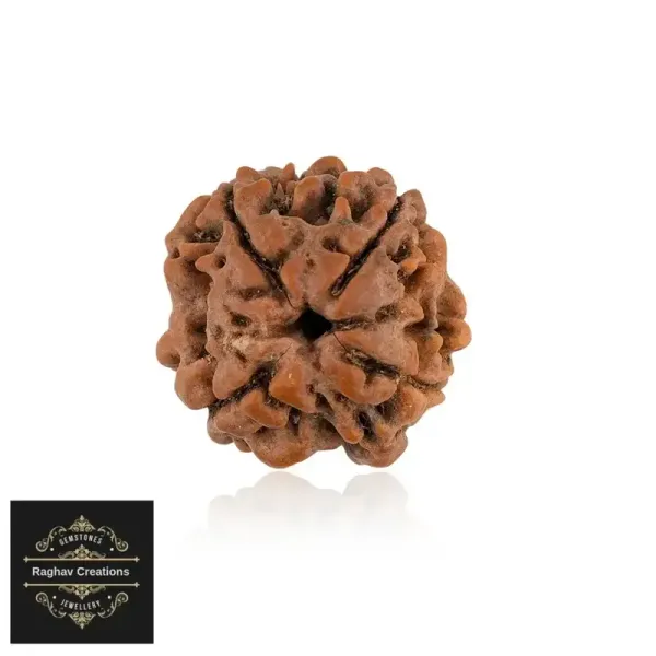 Natural_Certified_4_Face_Rudraksh_Crtificate_No_486965