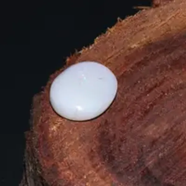 Opal_Natural_Gem_Stone_For_Unisex