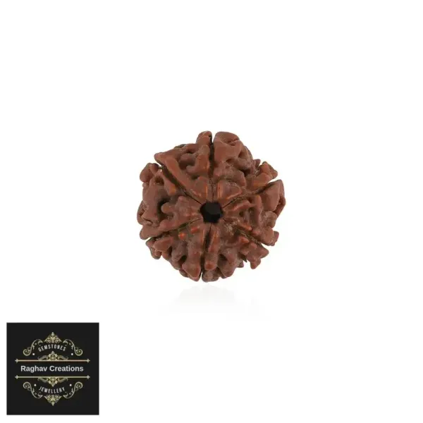 Natural_Certified_6_Face_Rudraksh_Certificate_No_486879