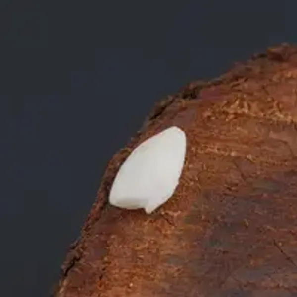 Machch_Mani_Natural_Gem_Stone_For_Unisex