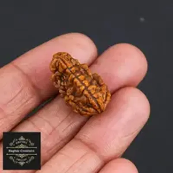 Natural_Certified_1_Face_Rudraksh_Certificate_Number_208530_For_Unisex