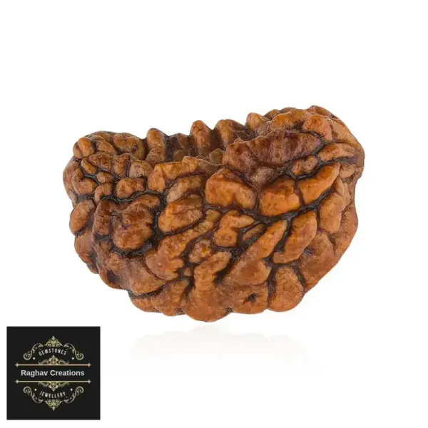 Natural_Certified_1_Face_Rudraksh_Certificate_Number_208530_For_Unisex