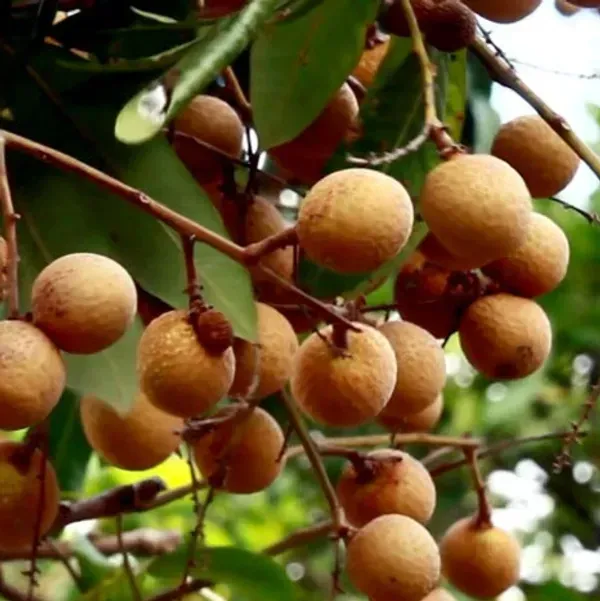 Tropical_Longan_Grafted_Fruit_Plant