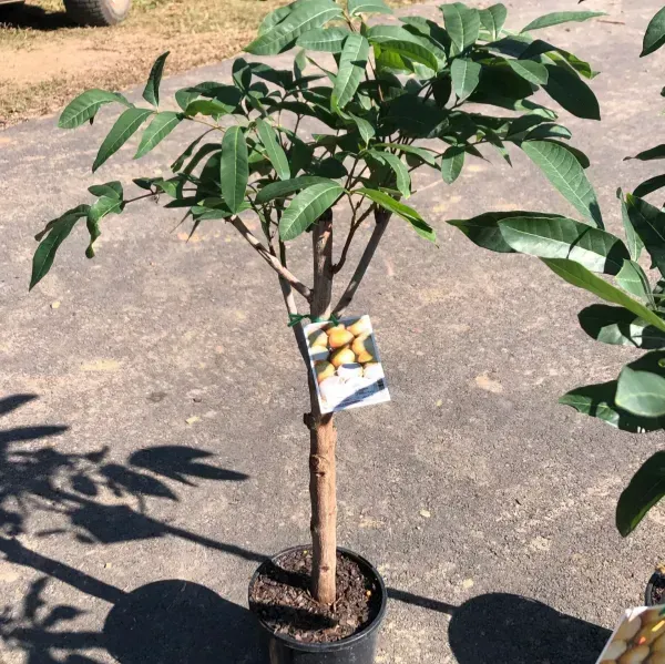 Tropical_Longan_Grafted_Fruit_Plant