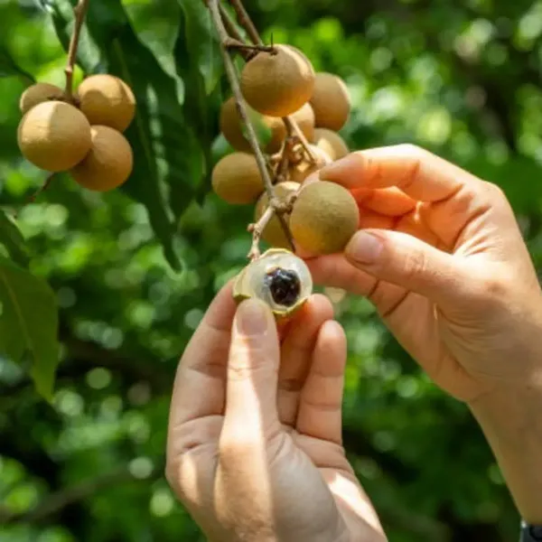 Tropical_Longan_Grafted_Fruit_Plant