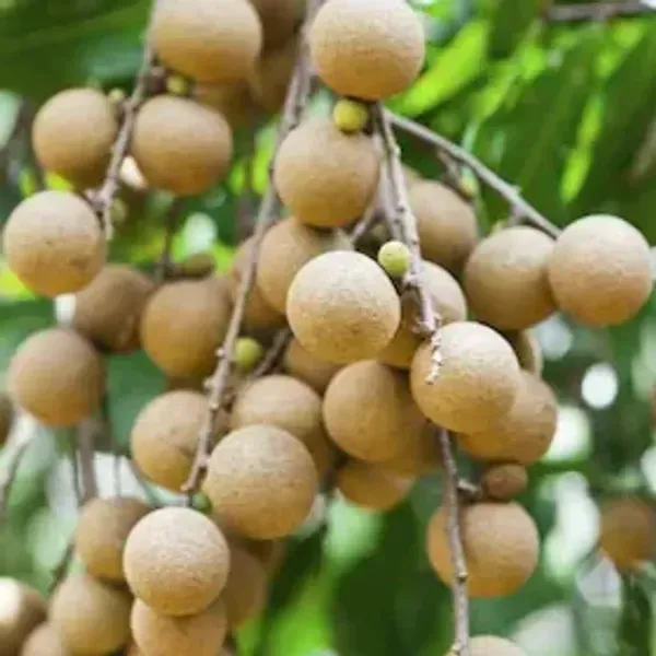 Tropical_Longan_Grafted_Fruit_Plant