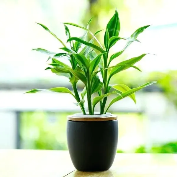 Lucky_Bamboo_Live_Plants_For_Home_Garden