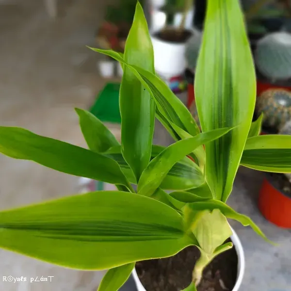 Lucky_Bamboo_Live_Plants_For_Home_Garden