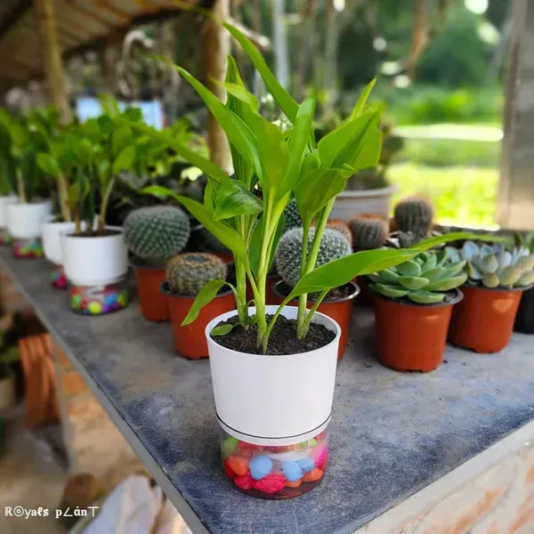 Lucky_Bamboo_Live_Plants_For_Home_Garden