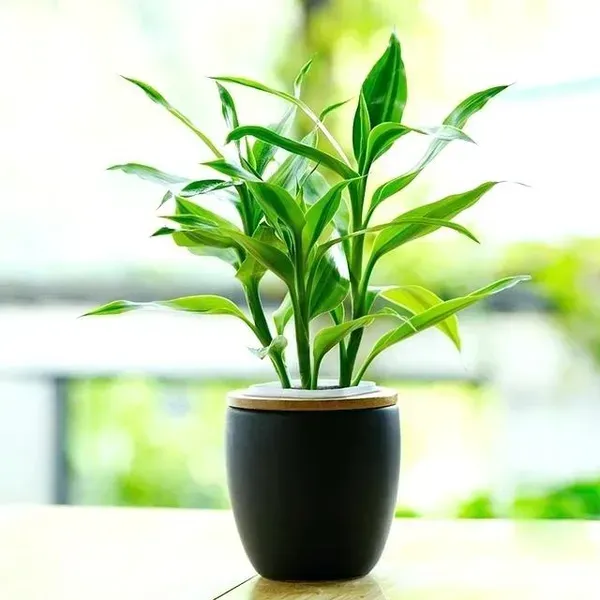 Lucky_Bamboo_Live_Plants_For_Home_Garden