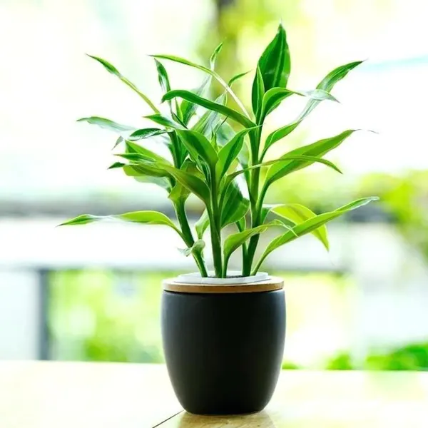 Lucky_Bamboo_Live_Plants_For_Home_Garden
